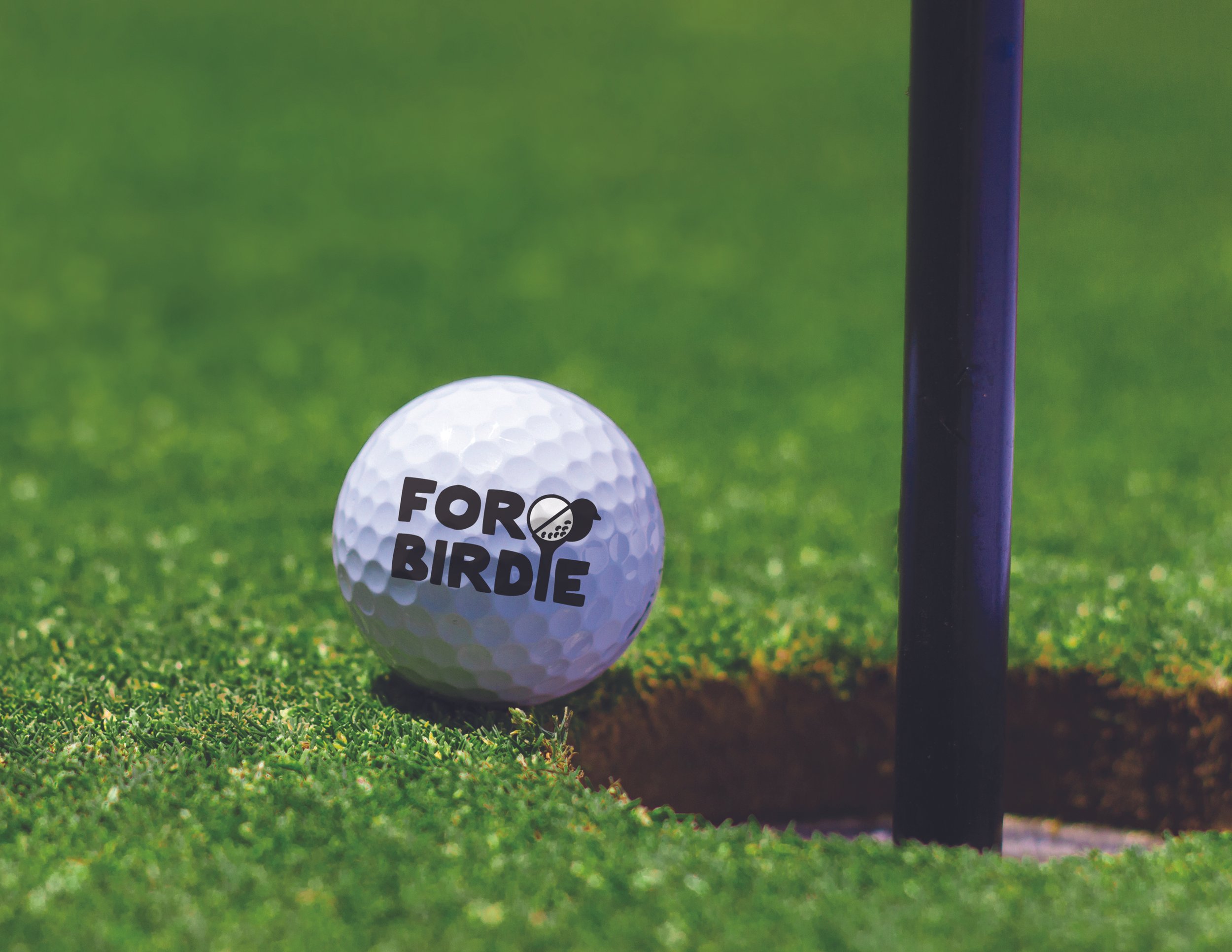 SJD_Website Cover Image_For Birdie.jpg