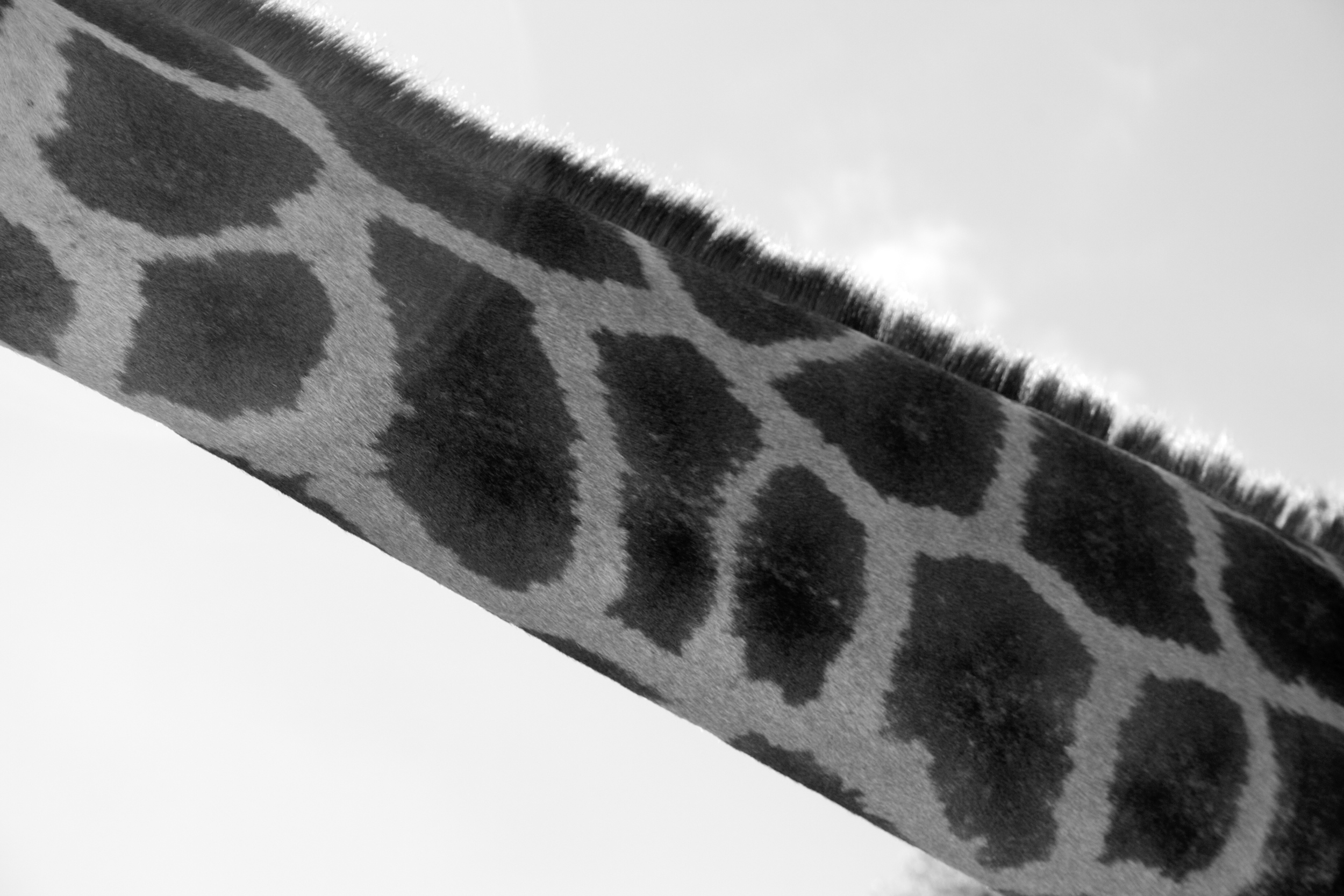 GiraffeElephantDay3_030311_0433 - Version 2.jpg
