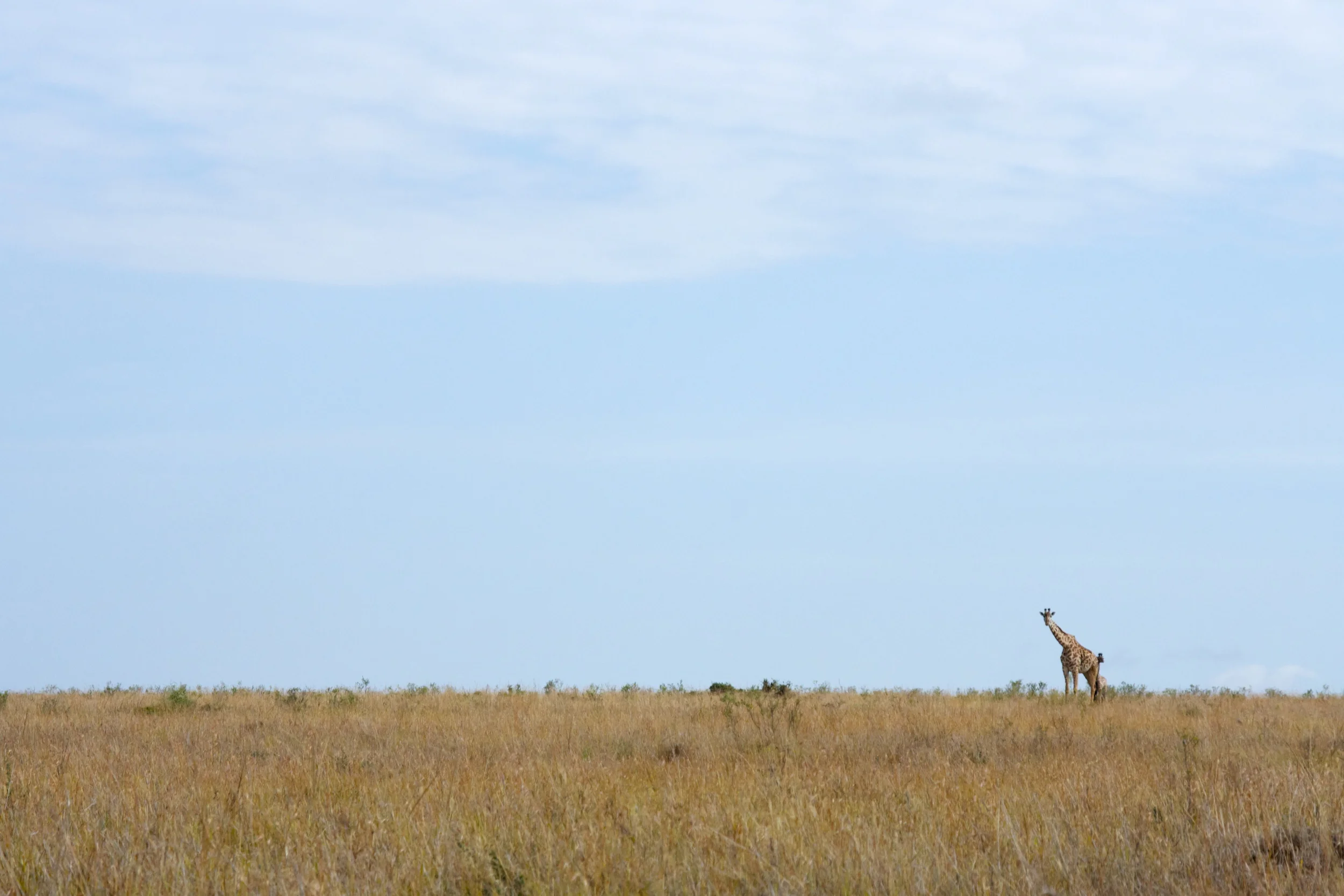 Safari Day 8_030711_1968.jpg