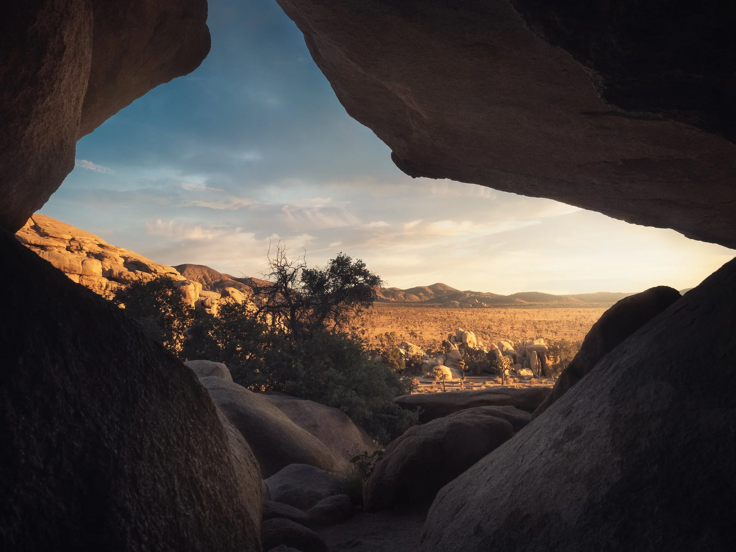 Peeking Through To Joshua Tree 