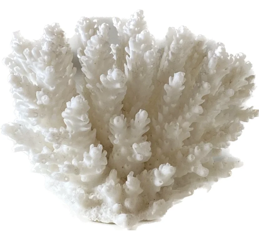 small coral 2.jpeg