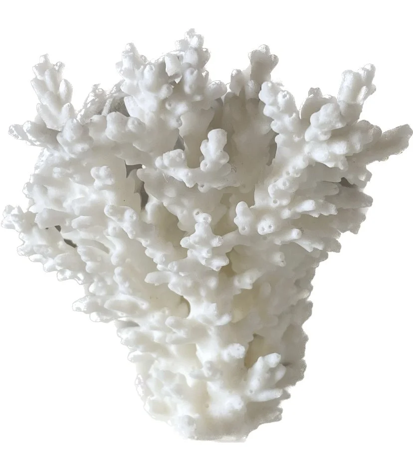 small coral 3.jpeg