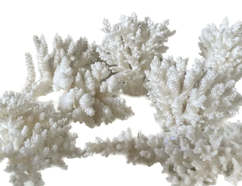 small group coral.jpeg