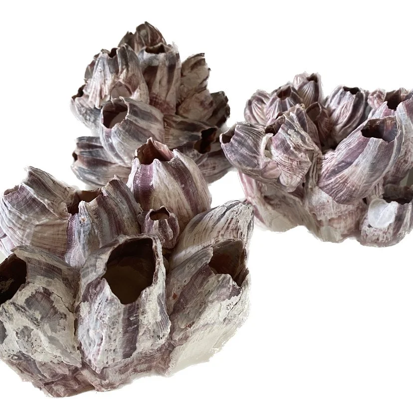 purple coral group.jpeg