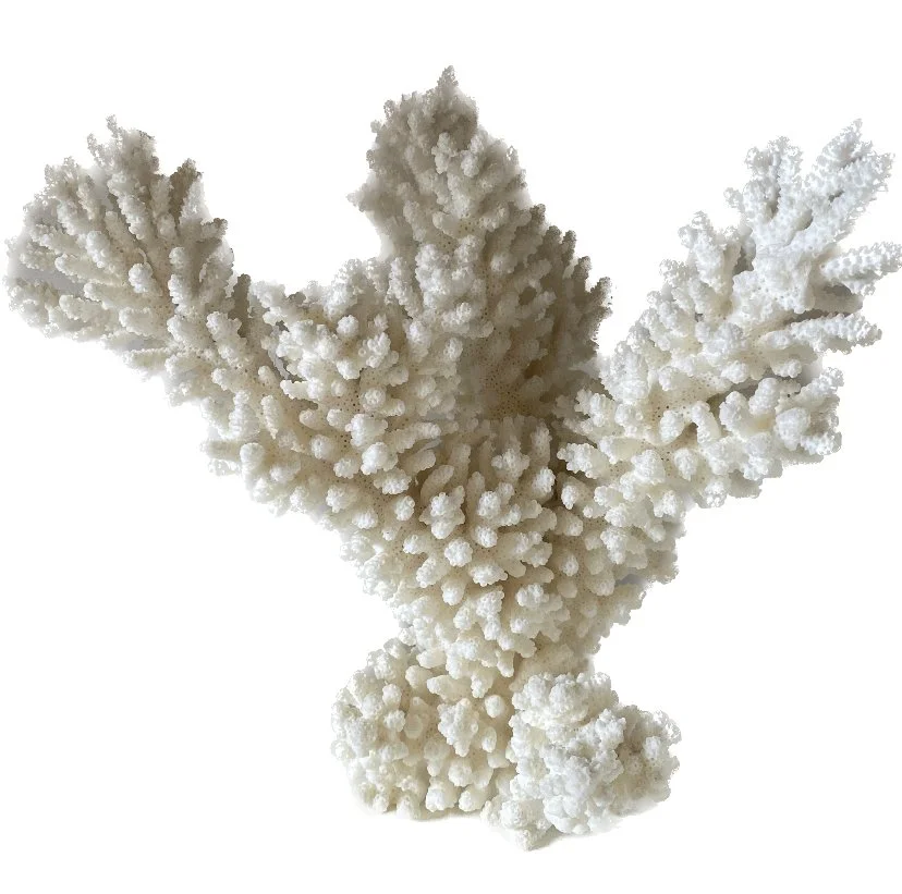 large coral.jpeg
