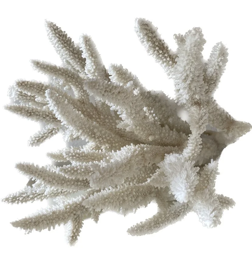 large coral 2.jpeg