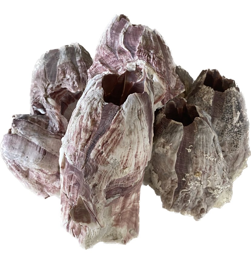 big purple coral 1.jpeg