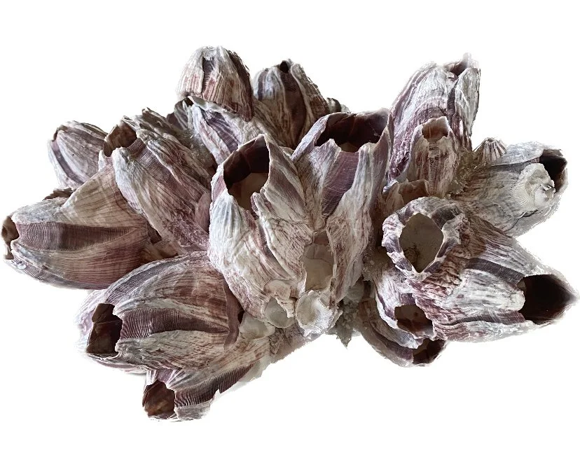 big purple coral 2.jpeg