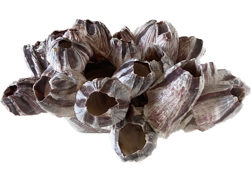 other big coral.jpeg