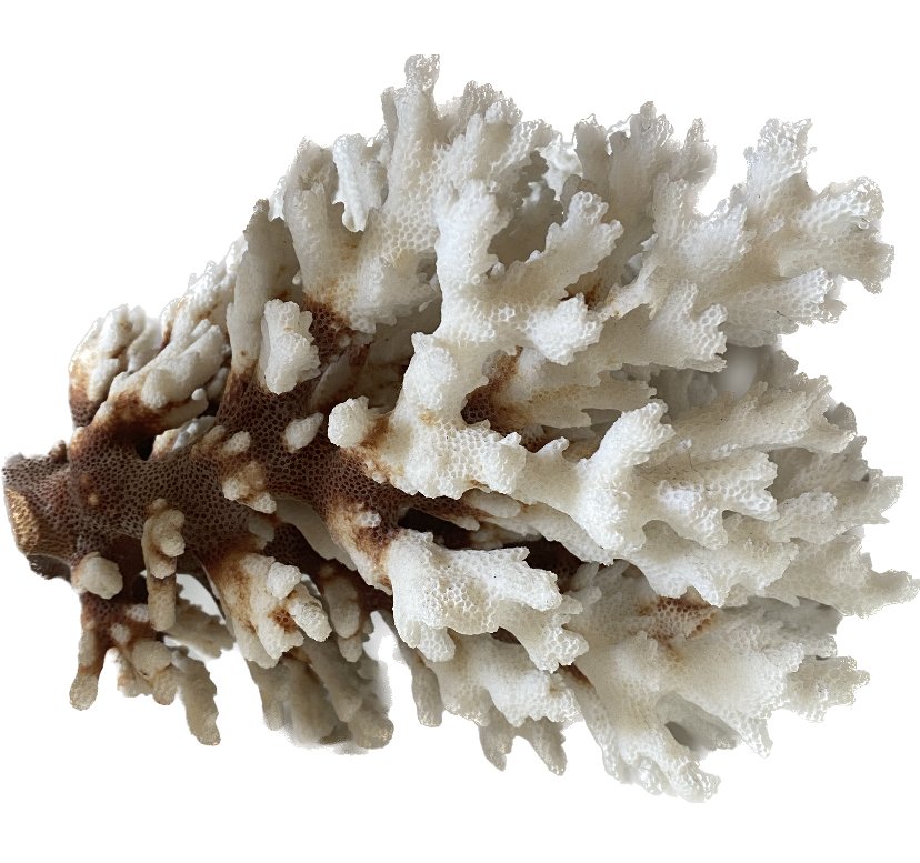 large coral w: brown.jpeg