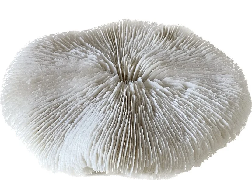 flat coral medium.jpeg