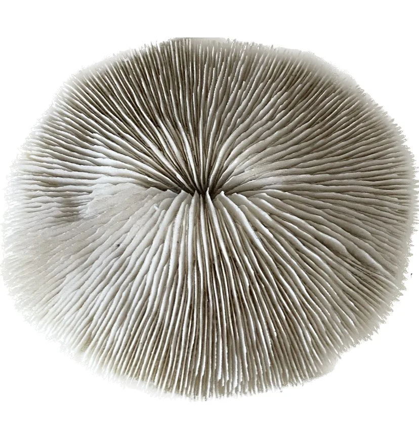 flat coral medium 2.jpeg