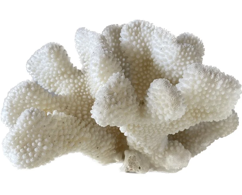 other large coral.jpeg