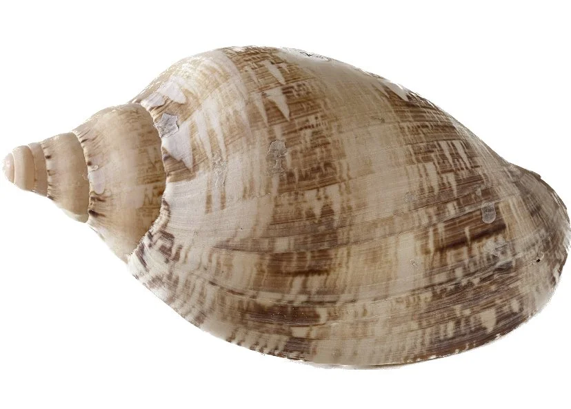 assorted shells first 50.jpeg