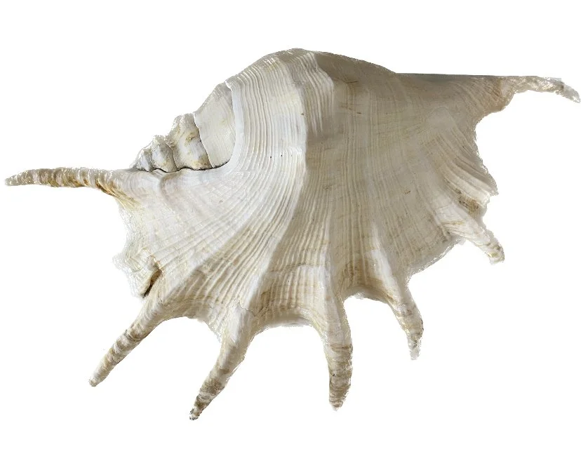 assorted shells second 50 2.jpeg