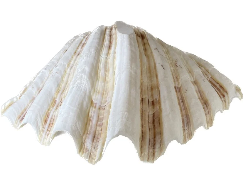 assorted shells first 65 2.jpeg