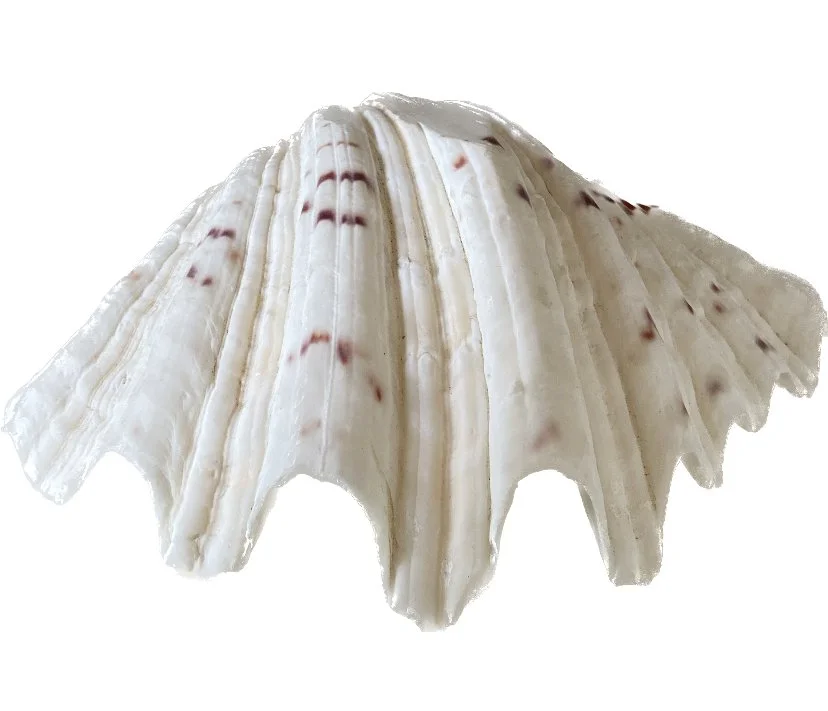 assorted shells second 65.jpeg