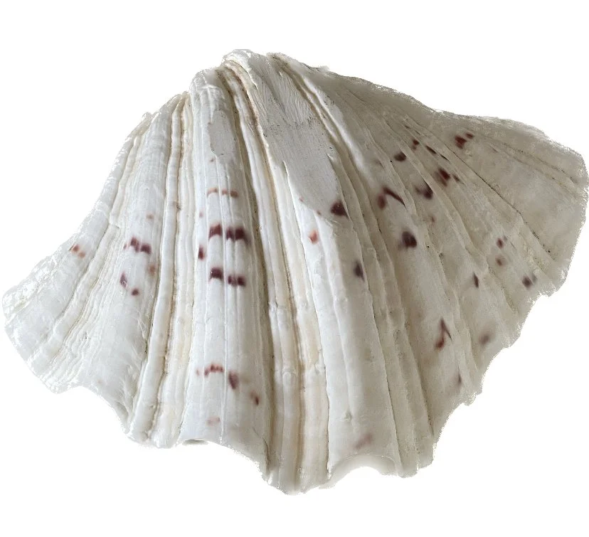 assorted shells second 65 2.jpeg