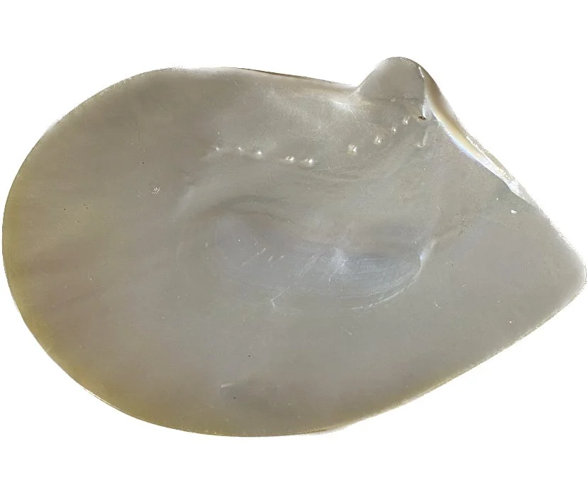 shell dish 1.jpeg
