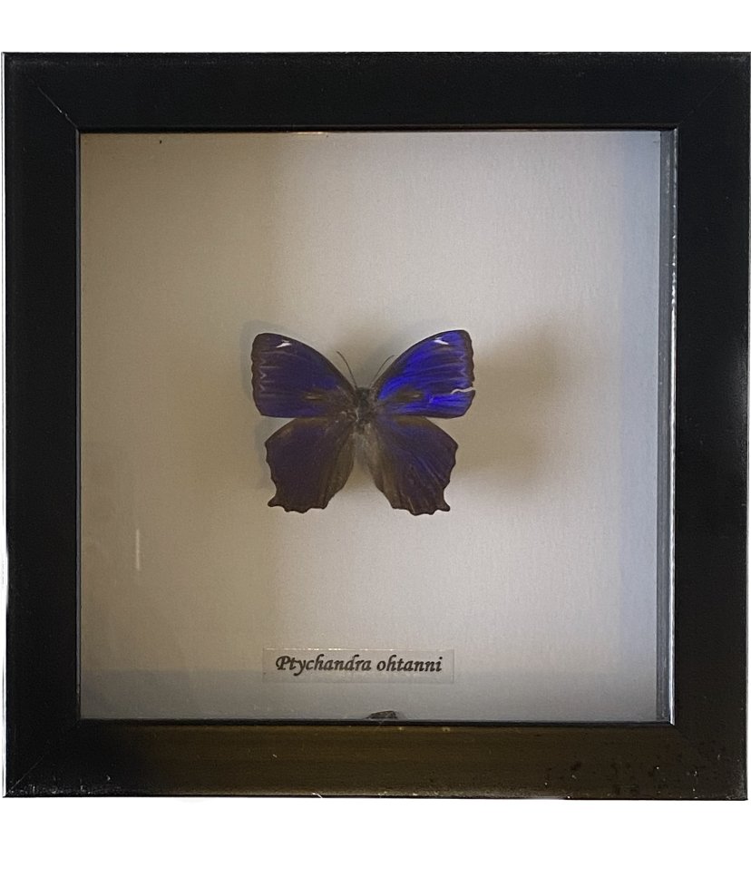 butterfly picture.jpeg