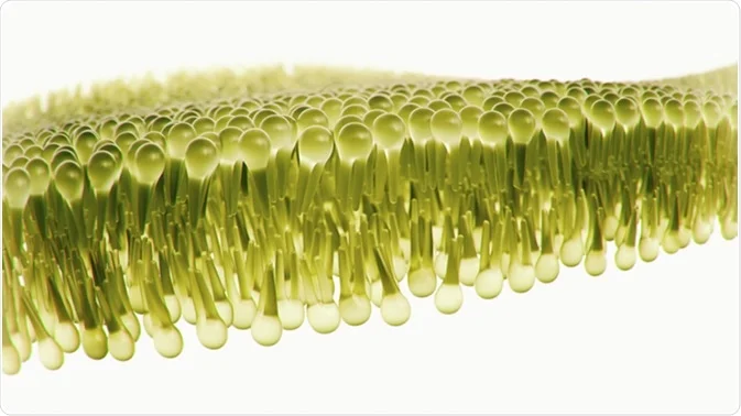 membrane.jpg