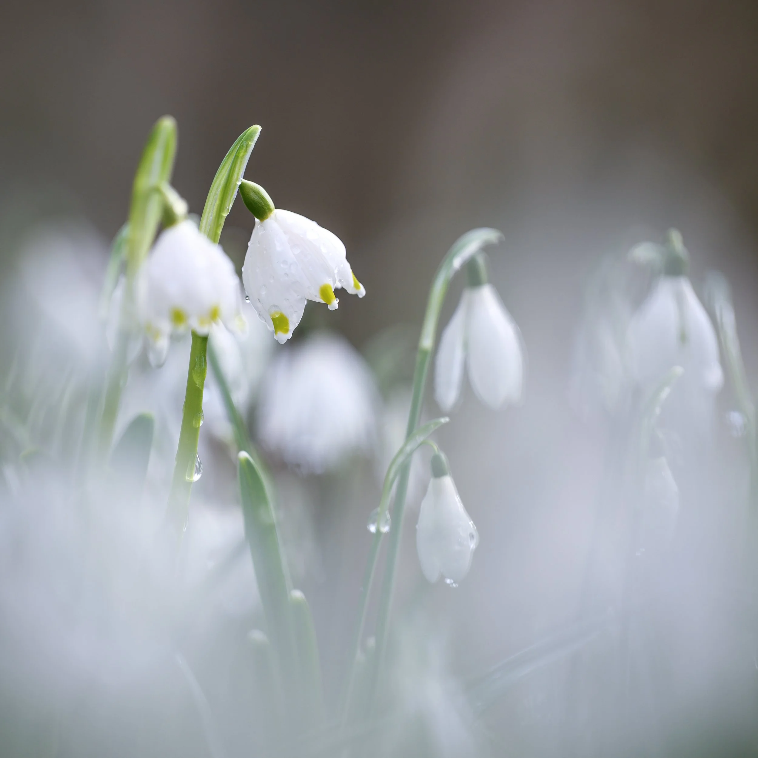 Märzenbecher umgeben von Schneeglöckchen.