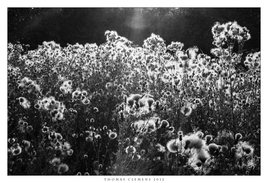 Sommerabend in Schwarz-Weiss