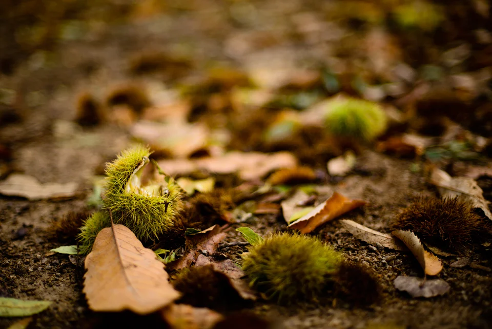 Herbst