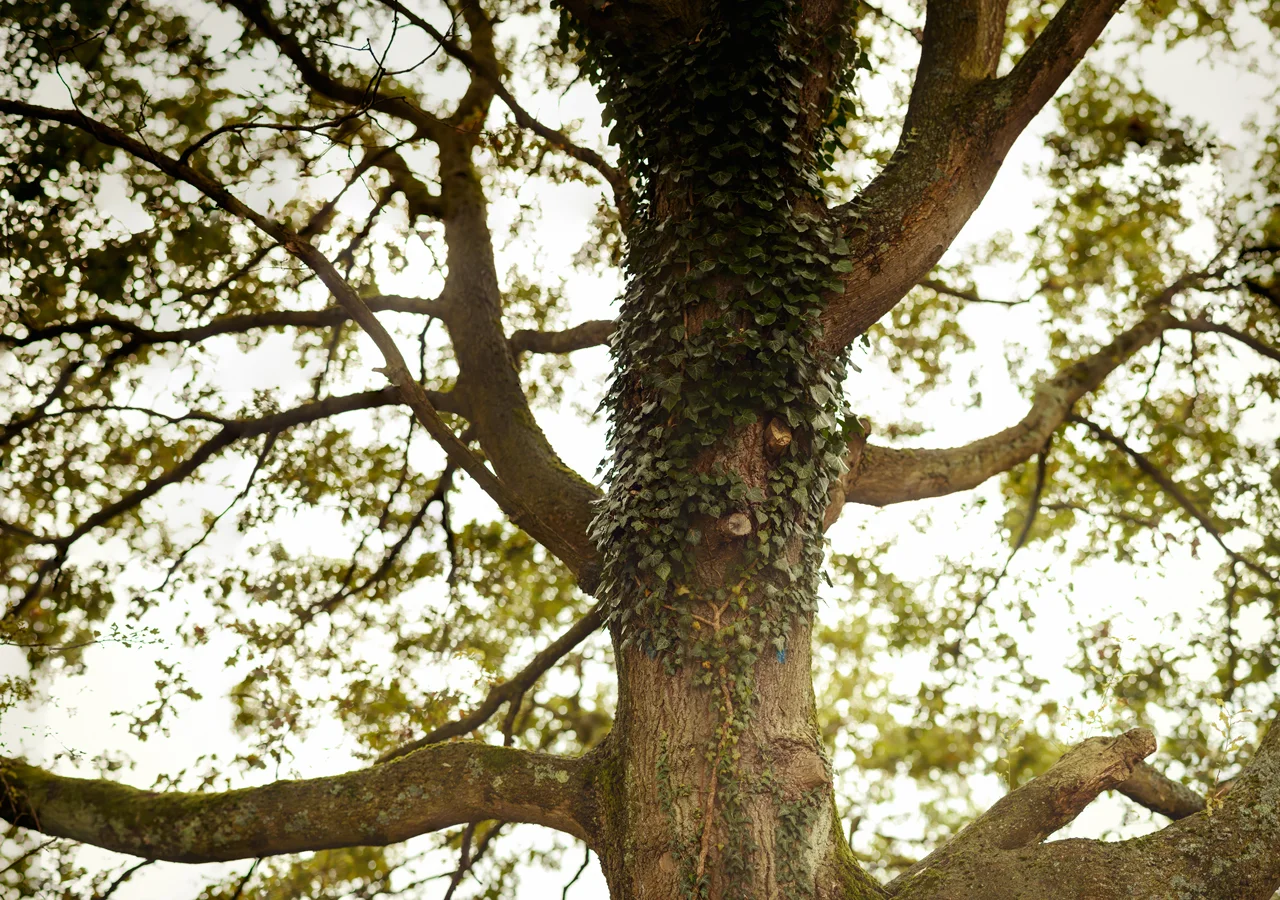 Ein Baum in Bochum Dahlhausen. Brenizer Methode