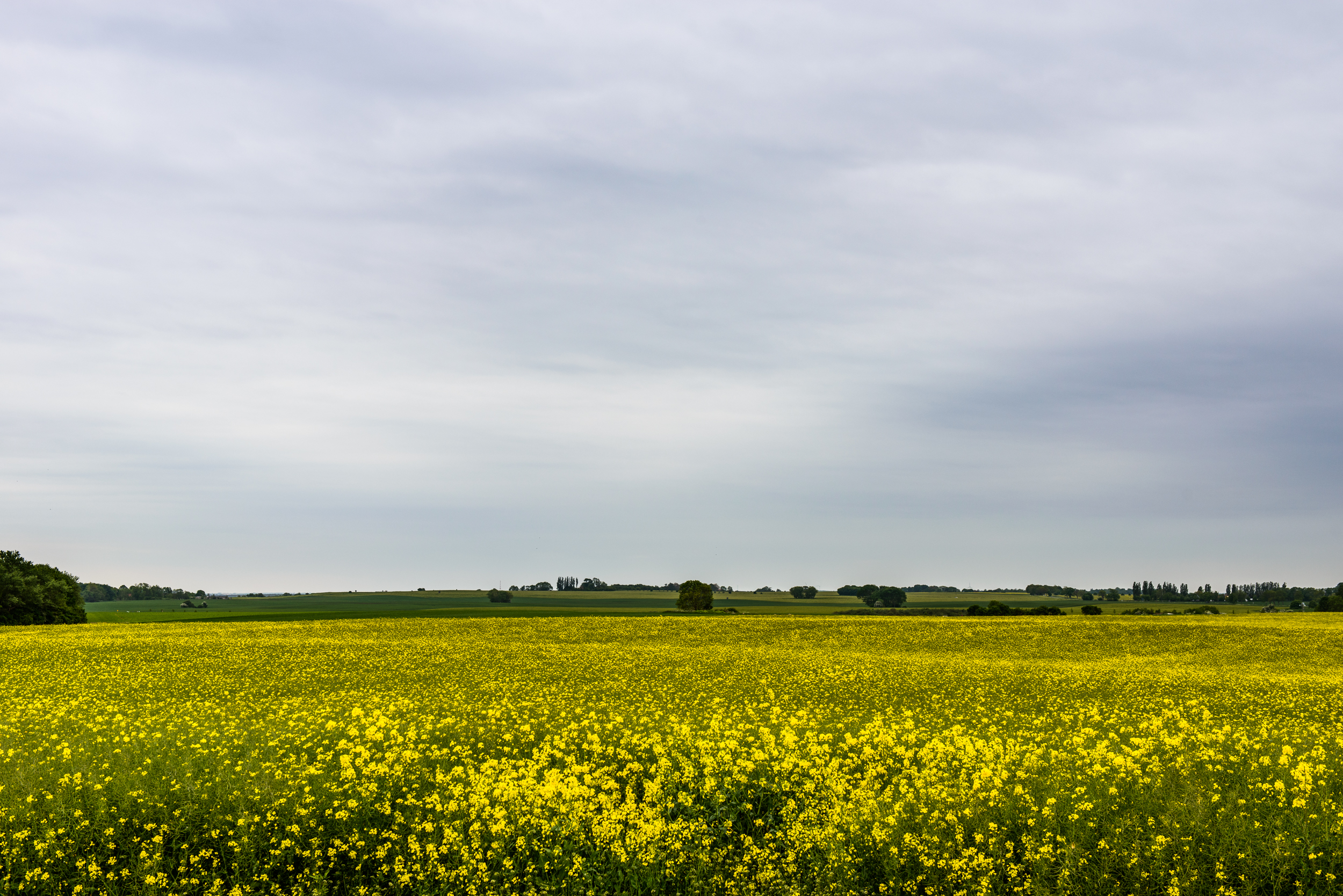Raps-Felder am Kap Arkona