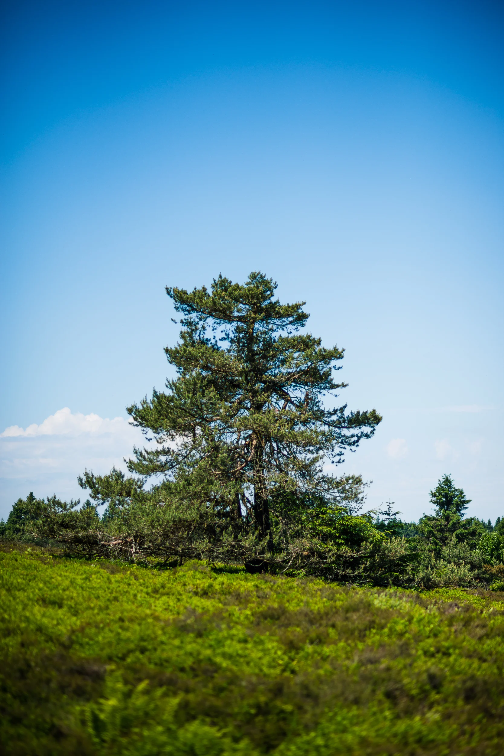 Winterberg_20190619_0205_2500px.jpg