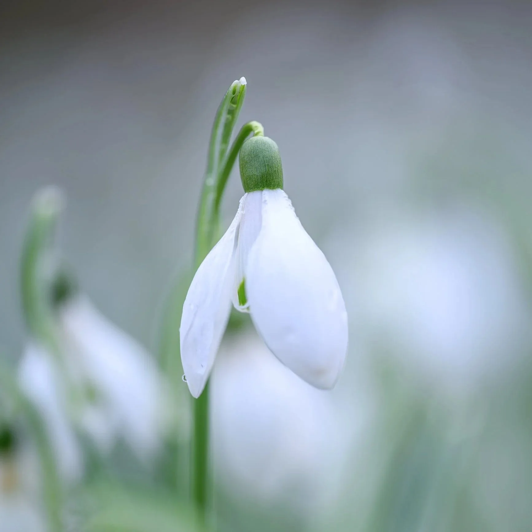 Die Frühlingsboten…