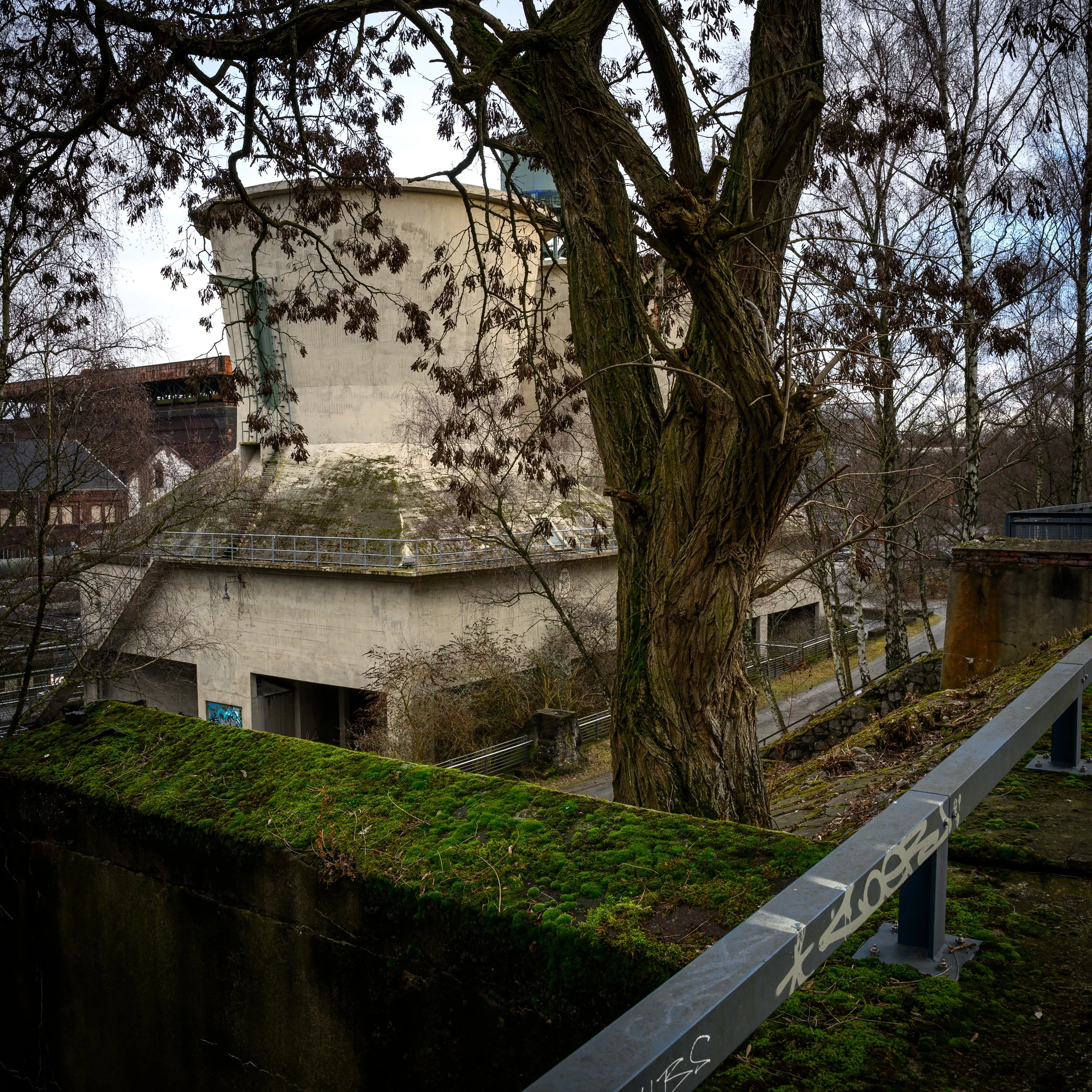 Die Natur erobert sich ein kleines Stückchen des ehemaligen Industriegeländes zurück. Ein Baum im Bochumer Westpark.