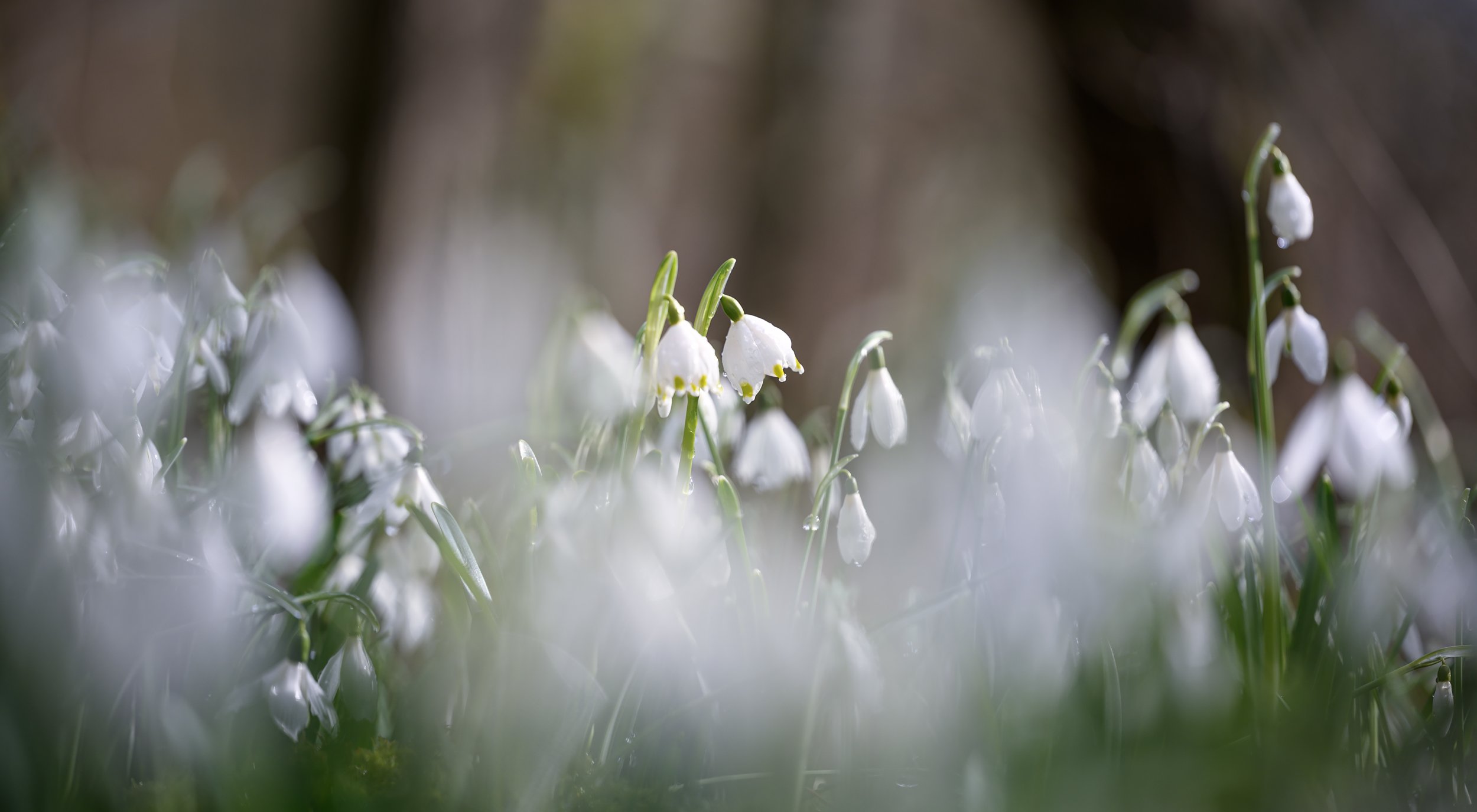 Märzenbecher umgeben von Schneeglöckchen.