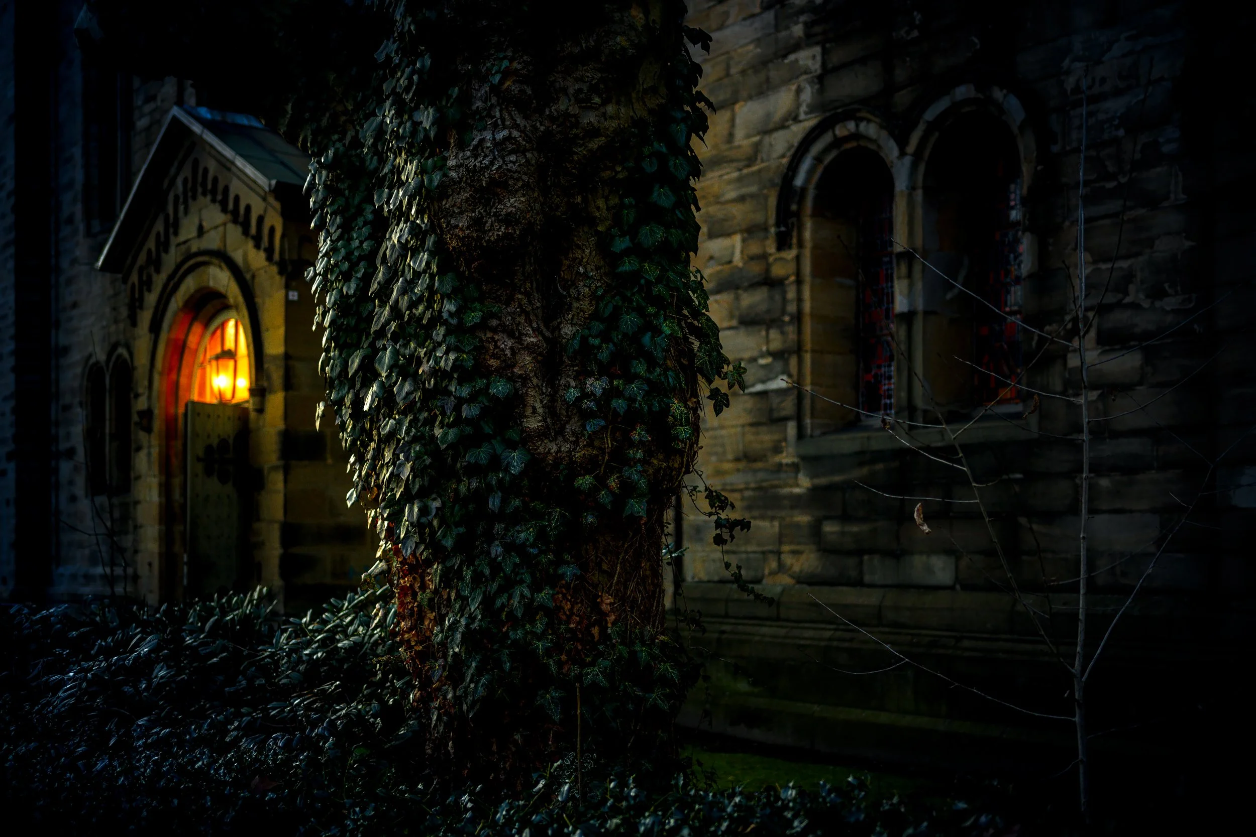 Markander, mit Efeu bewachsener Baum vor Kirche bei Dunkelheit.