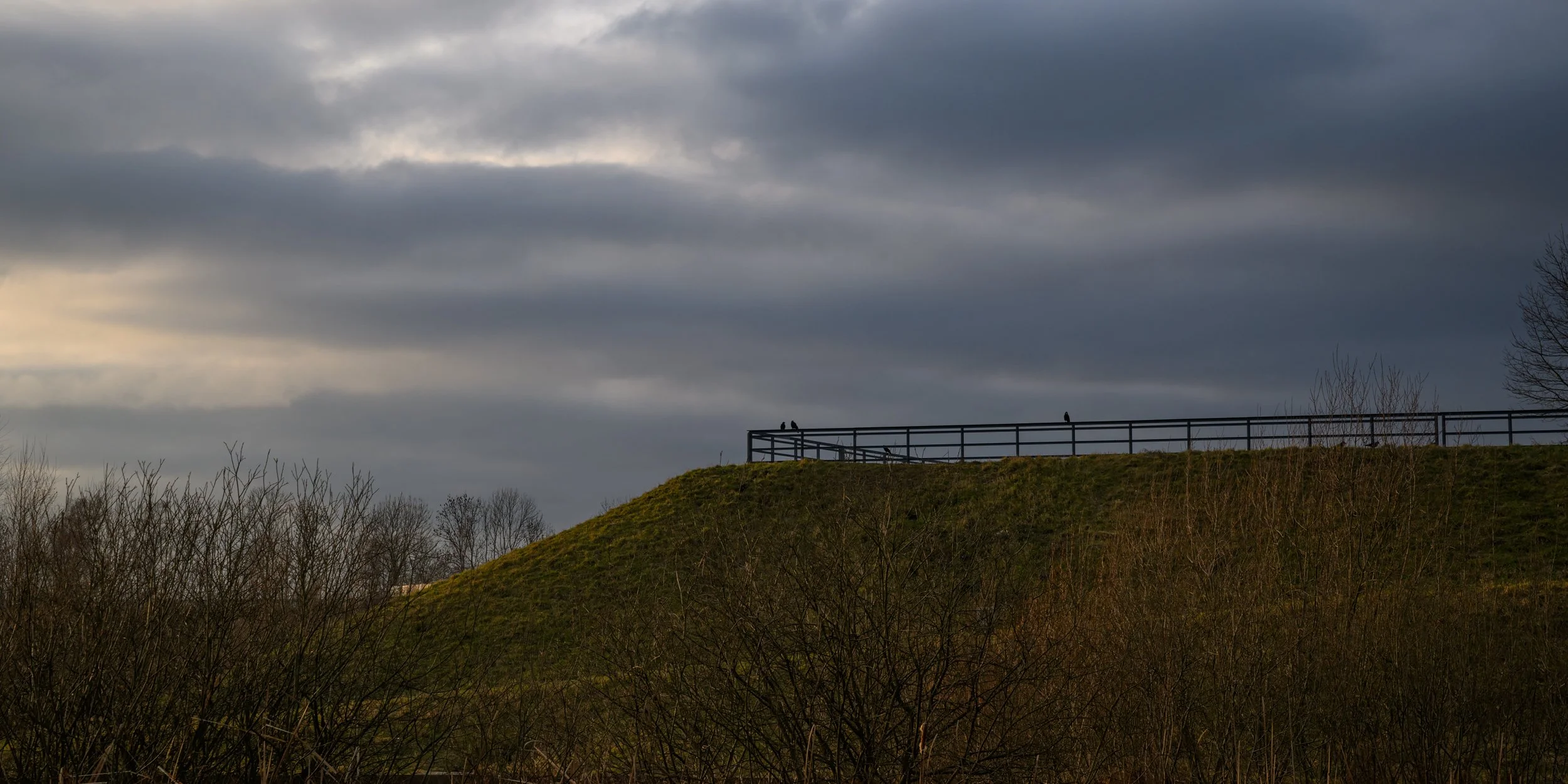 Vögel auf Geländer im Bochumer Westpark.