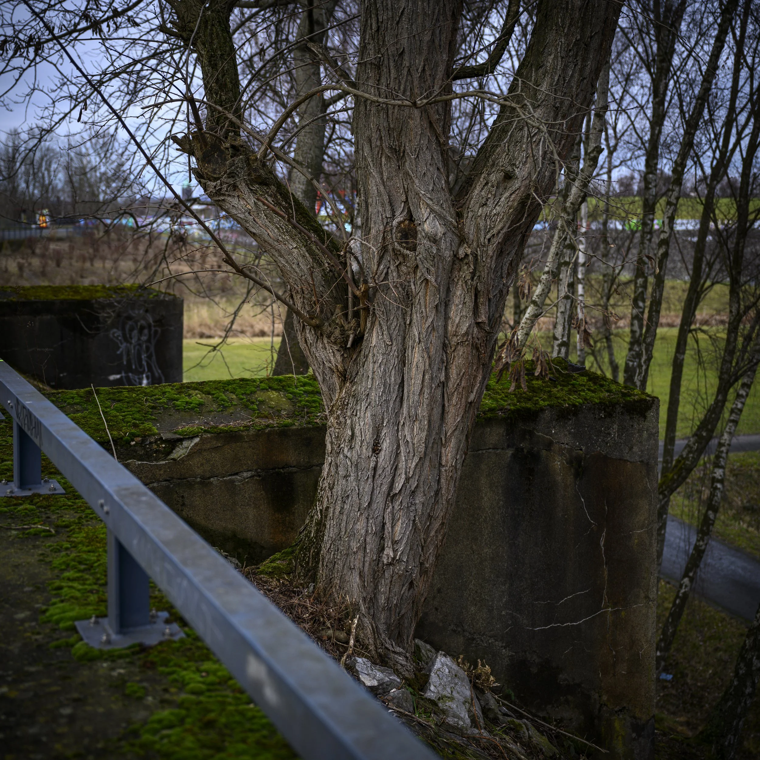 Die Natur erobert sich ein kleines Stückchen des ehemaligen Industriegeländes zurück. Ein Baum im Bochumer Westpark.