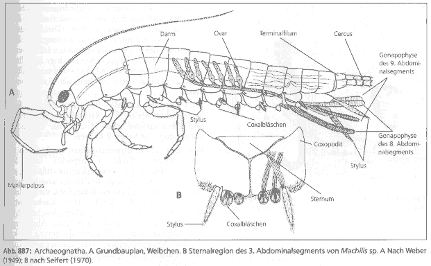 Archaeognatha.gif