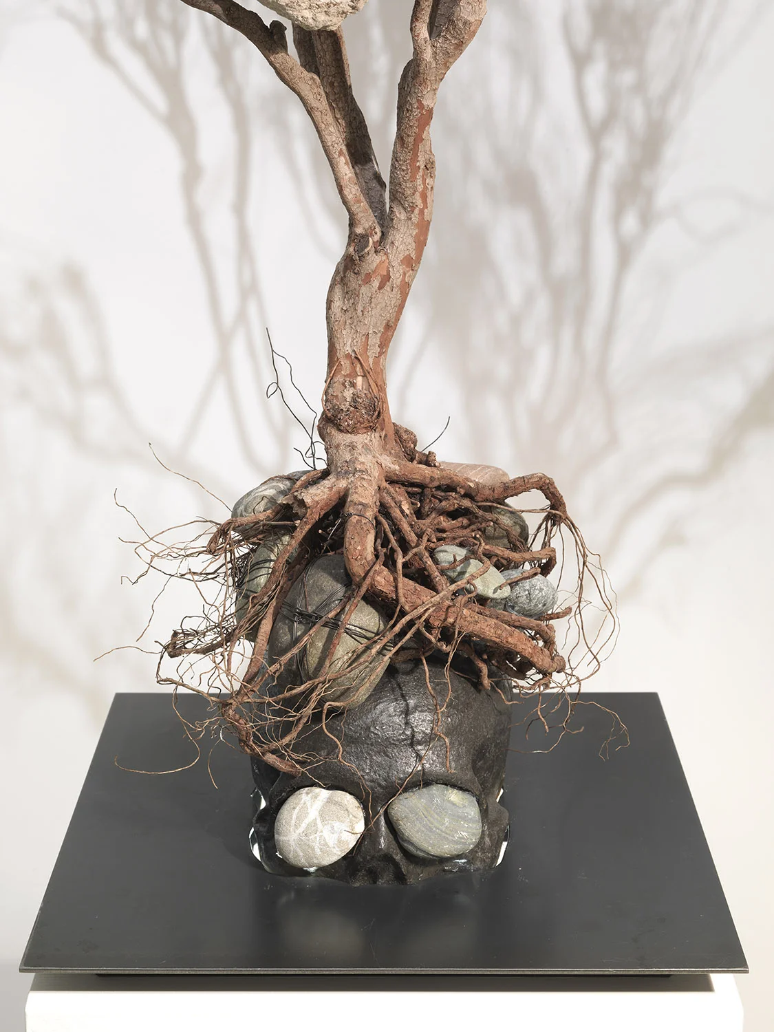 Rebecca Horn Capuzzelle 2012. Metamorphosis Ovidio , (det) rami, teschio di ghisa, acciaio, pietre, luce, piedistallo di legno (Branches, cast-iron skull, steel, stones, light, wooden-pedest. cm 217x90x80 