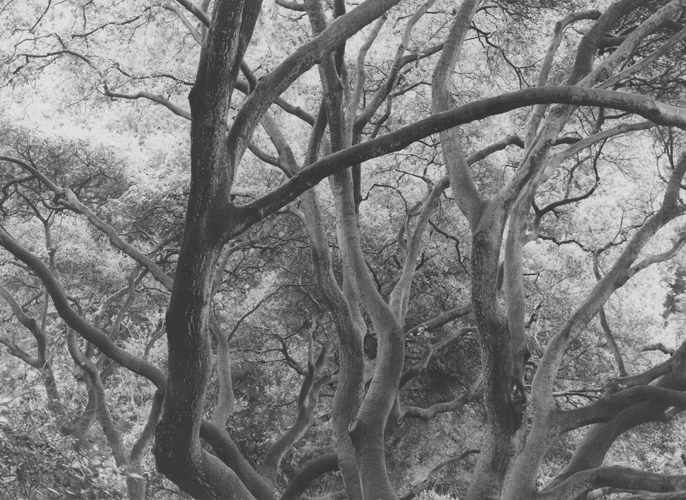 Dorothea Lange, Sunlit Oak , Berkeley, 1953, vintage print
