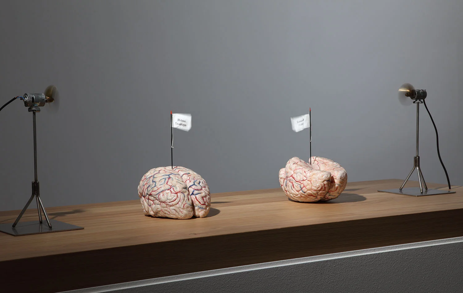 The brains of my mother and my father , 2006, silicon, textile, metal, oak, 23x15x21 cm (2 brains), base 110x110x50 cm, motors 29x15,3x14,9 cm Ph. Attilio Maranzano © Angelos bvba 