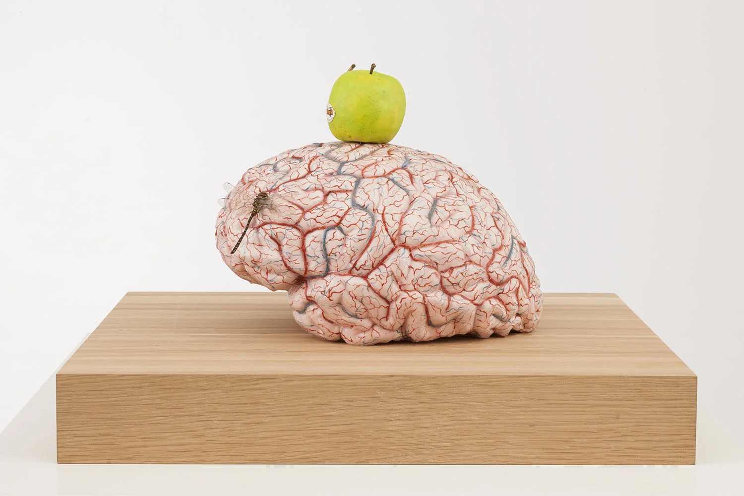 Brain of an atheist , 2014, silicon, pigment, wax, wood, metal, insects, 50x45x31,5 cm Ph. Pat Verbruggen © Angelos bvba