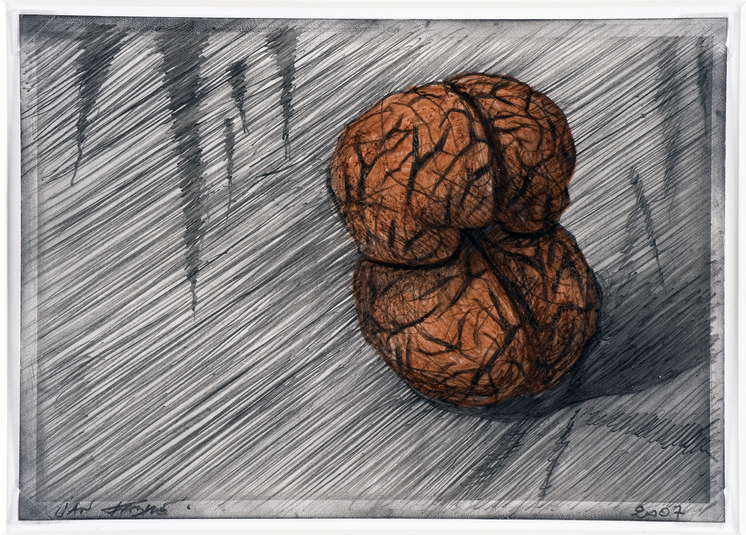 Two nuts , 2007, colour pencil and watercolour on photographic paper 12,7x17,7 cm Ph. Mario Gastinger © Angelos bvba