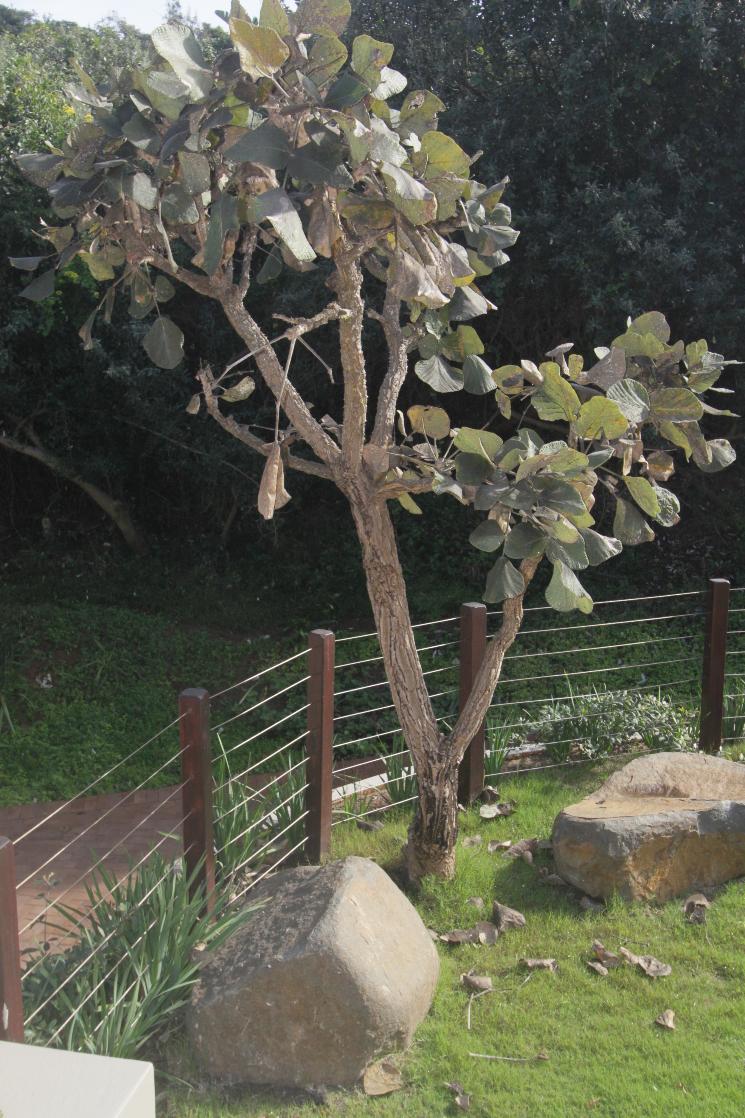 Landscaping Ballito | Zimbali Coastal Estates.JPG