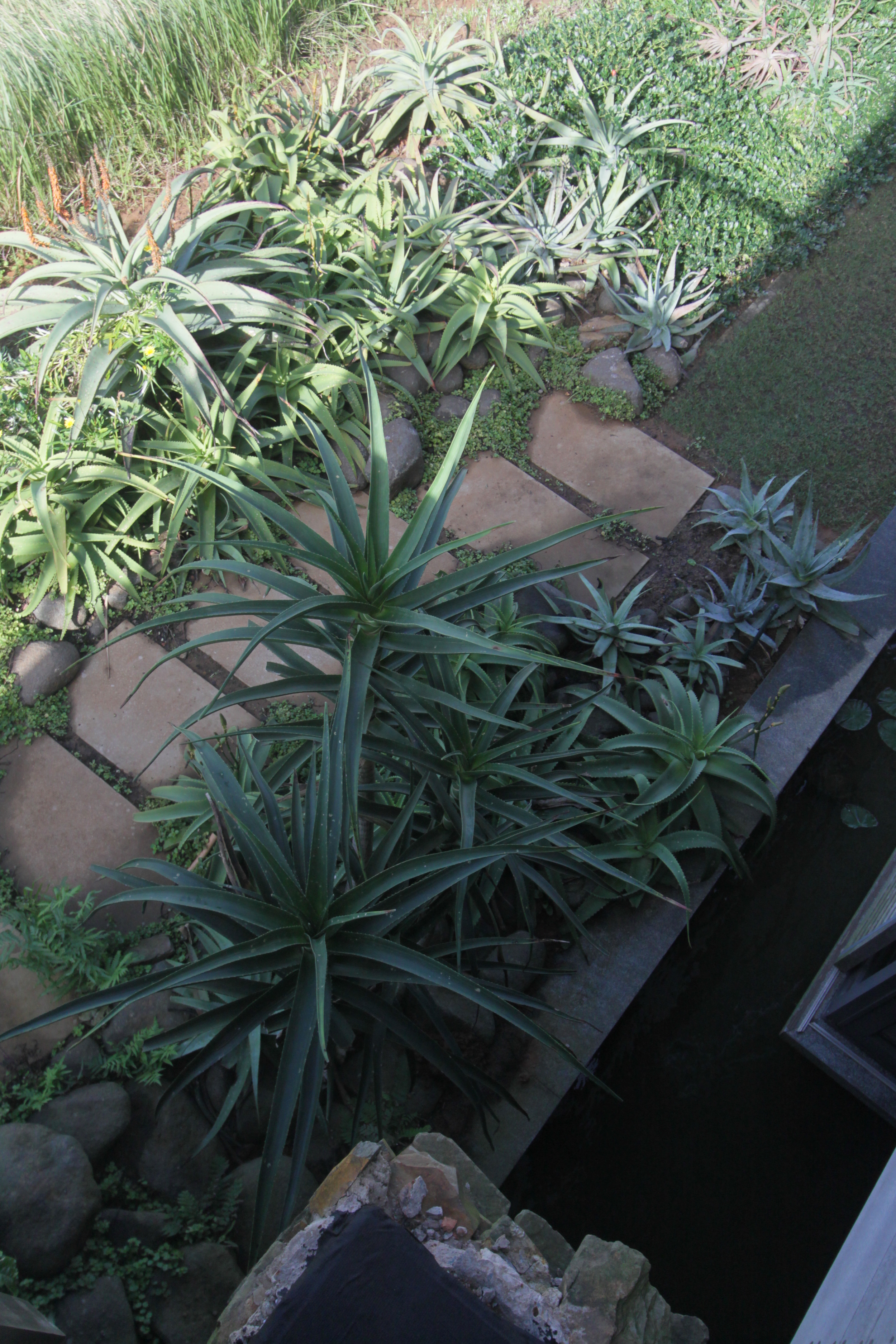 Landscaping Ballito | Zimbali Coastal Estates.JPG