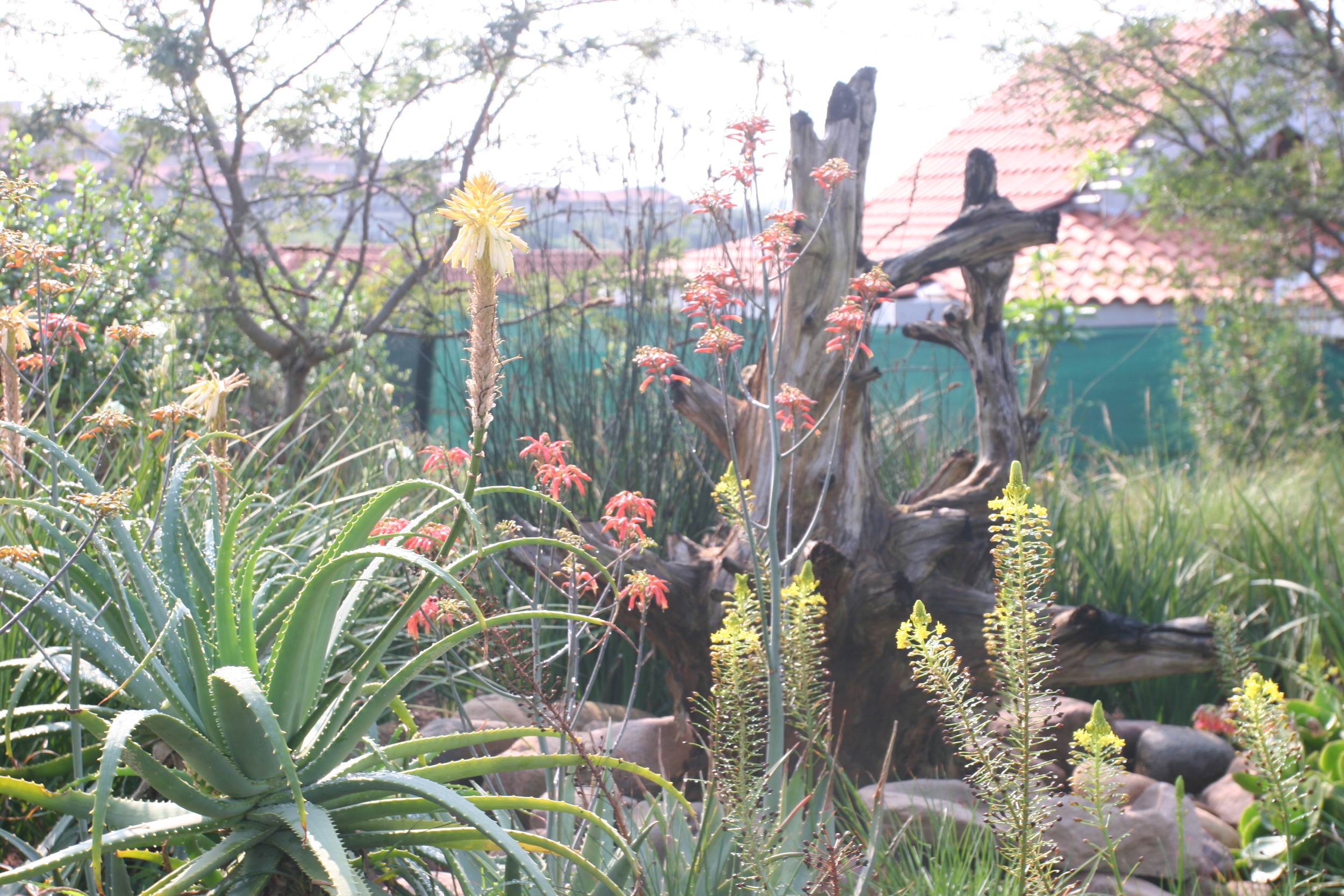 Landscaping Ballito | Zimbali Coastal Estates.JPG