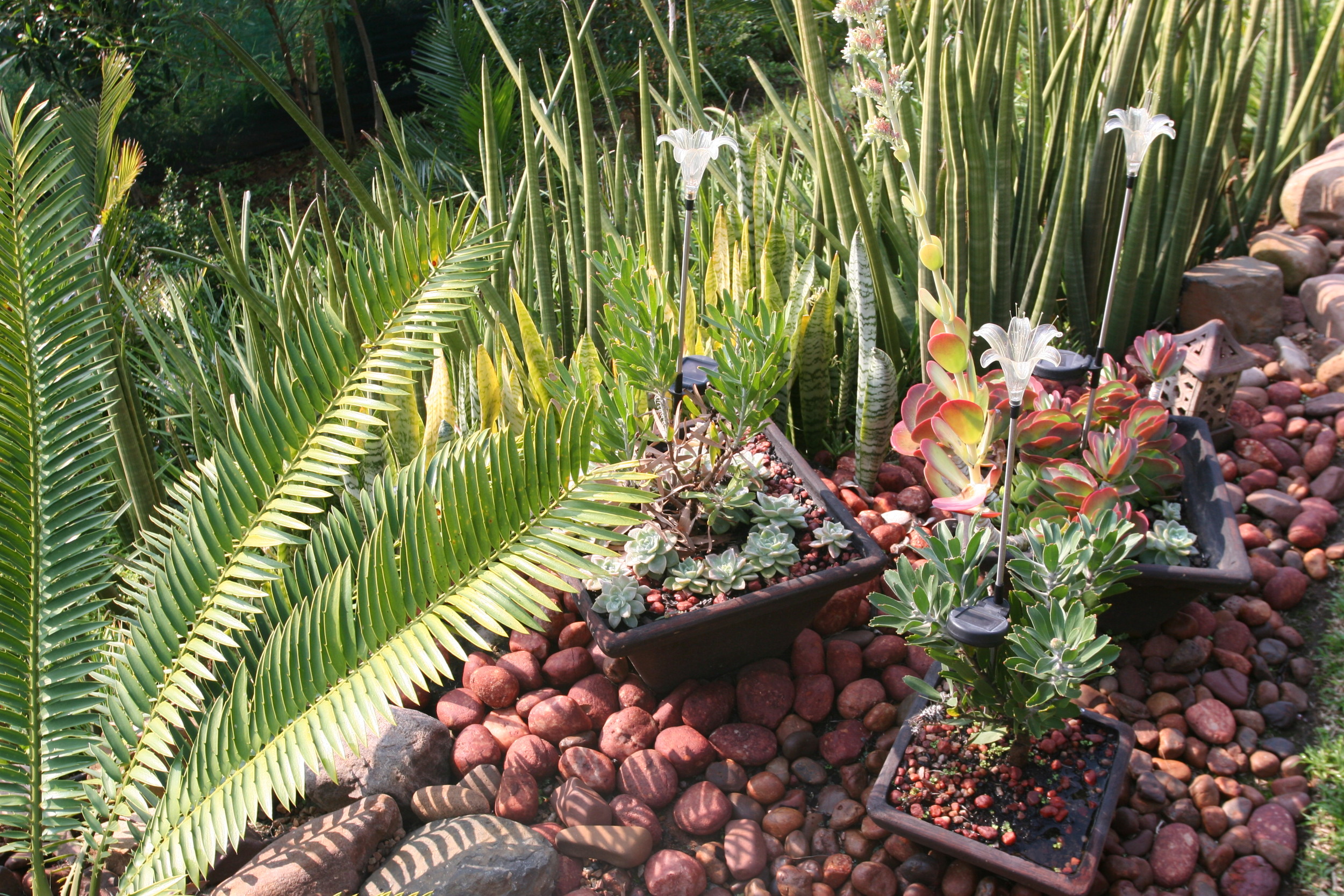 Landscaping Ballito | Zimbali Coastal Estates.JPGLandscaping Ballito | Zimbali Coastal Estates.JPG