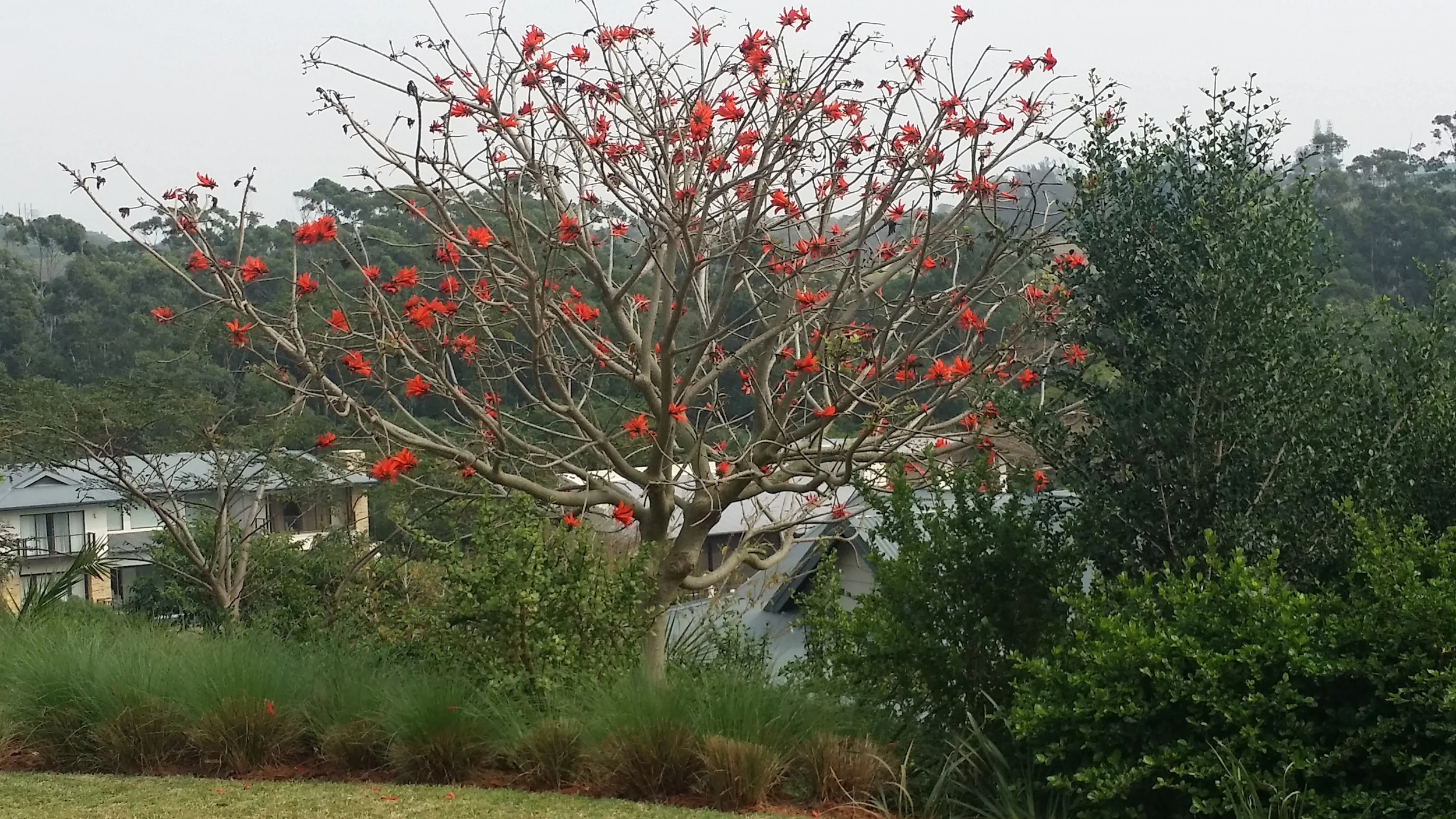 coral trees.jpg