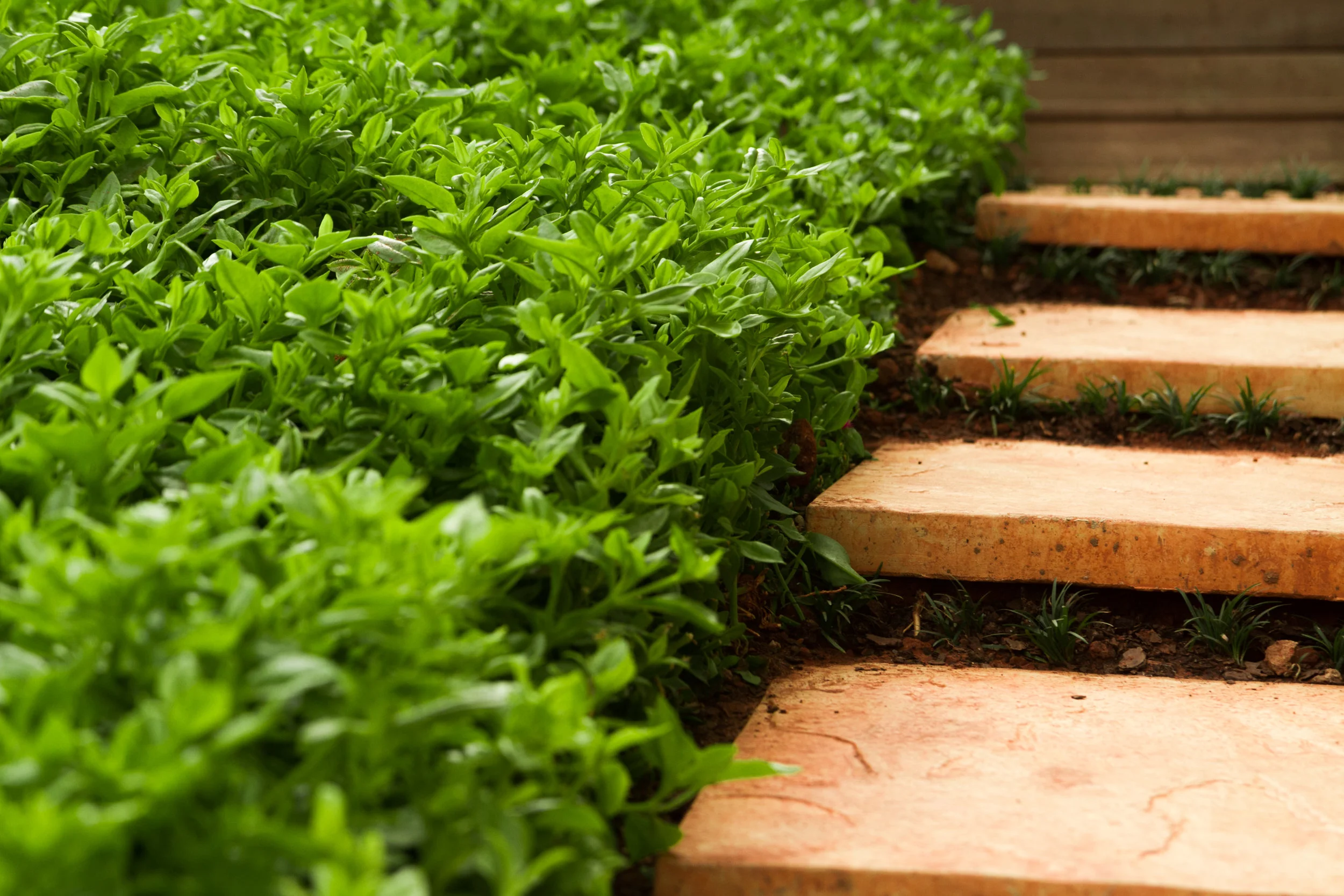 Landscaping tips for high foot traffic areas. — Eco Balance Landscaping Ballito Garden