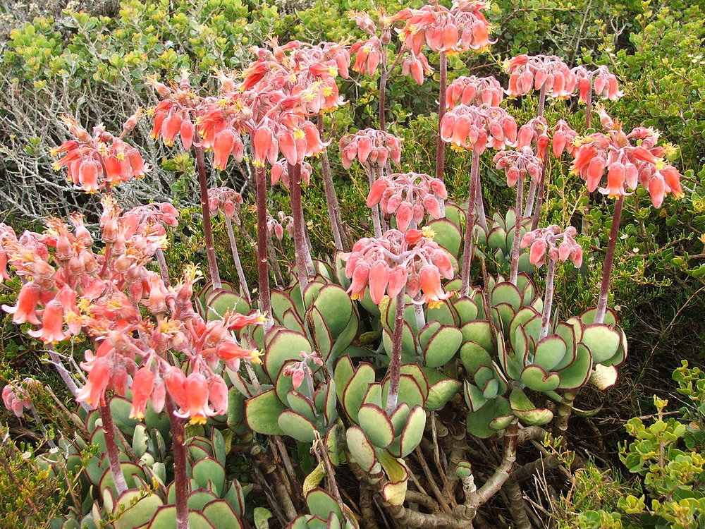 South Africa Succulents 6 Great, Succulent Ground Covers South Africa